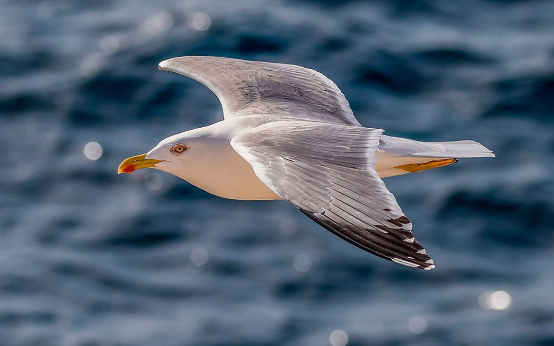 Ruta Ornitológica (avistamiento de aves)