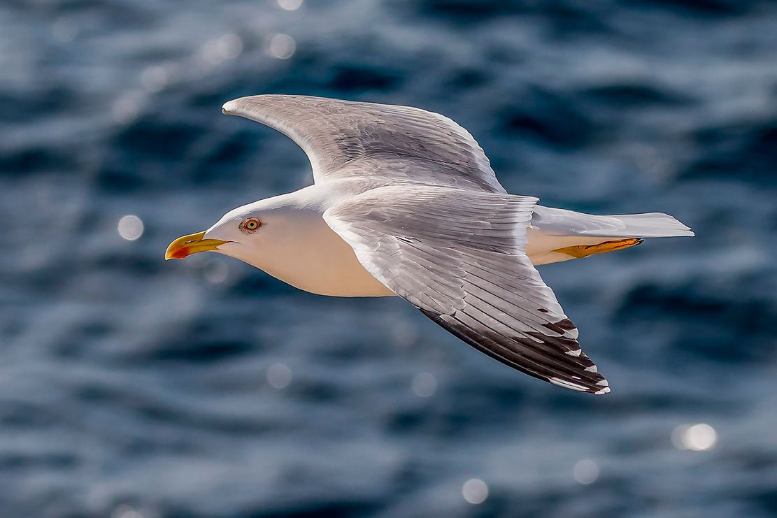 Ruta Ornitológica (avistamiento de aves)